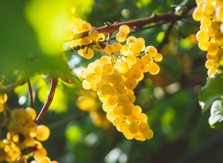 Grapes for wine harvesting 