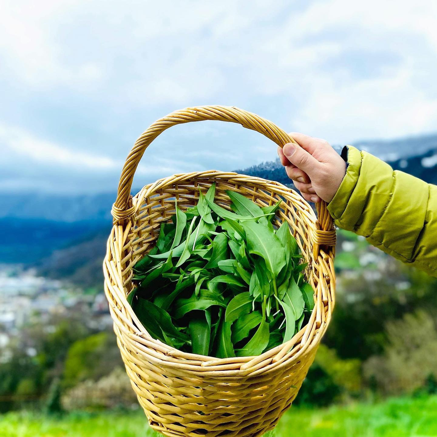 Green Globe - Wild Garlic